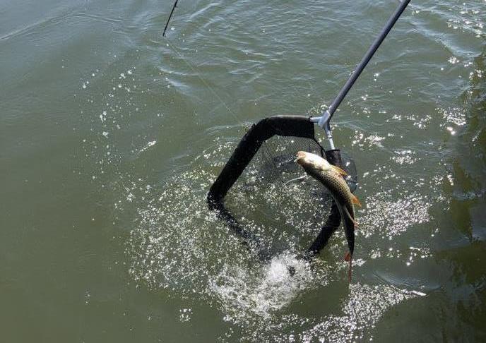 Tigerfish jumping from the landing net