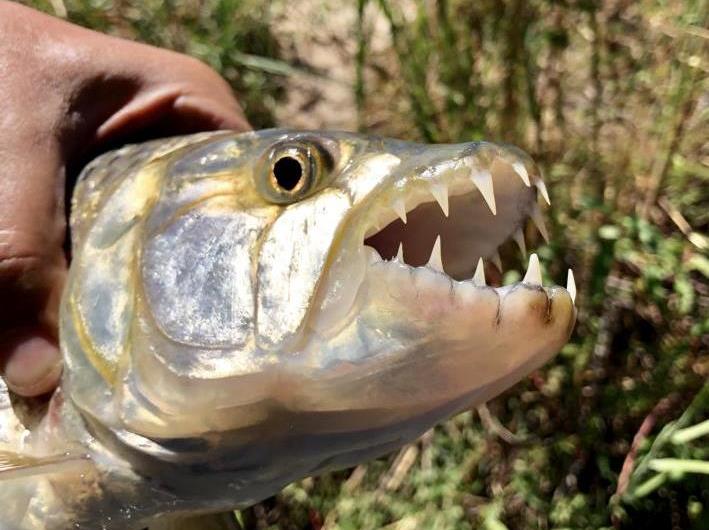 ferocious teeth of a Tigerfish
