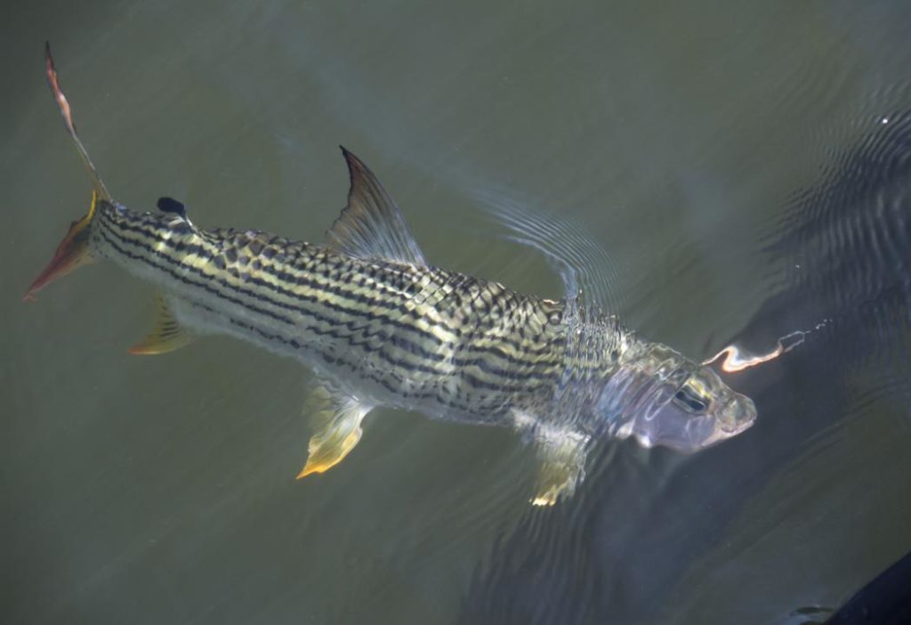 Tigerfish in water