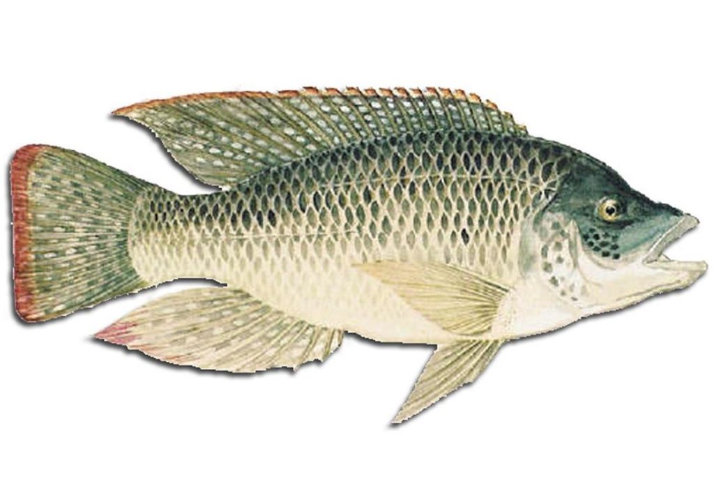 A bream baitfish species