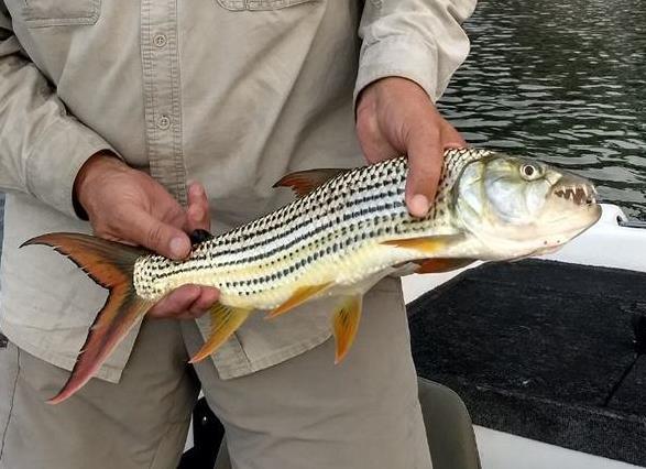 Landed Tigerfish by trolling