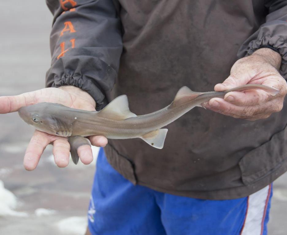 Very young Smooth-Hound Shark