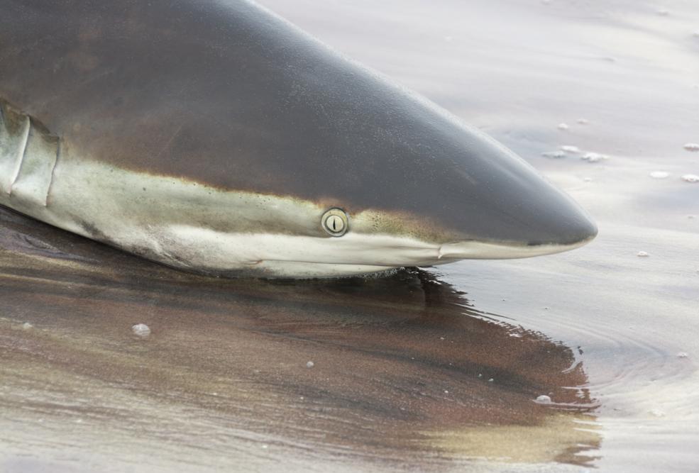 Detail of a Bronze Whaler Shark head