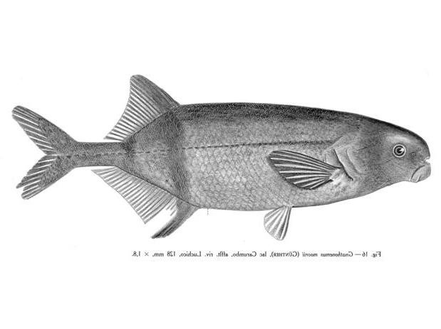 A 'Bulldog' baitfish species