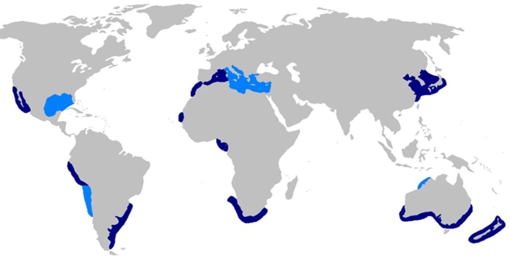 Range map of Bronze Whaler Sharks