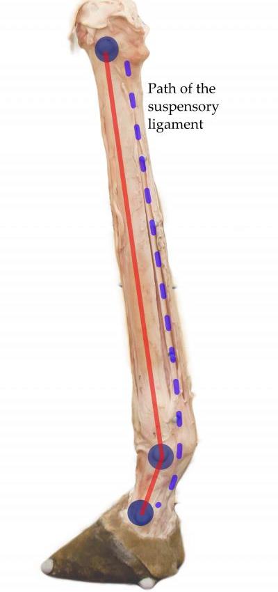 Location of suspensory ligament on a giraffe metatarsal