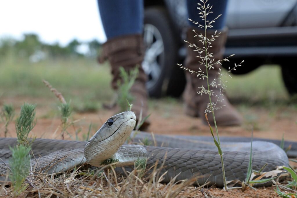 Black mamba snake