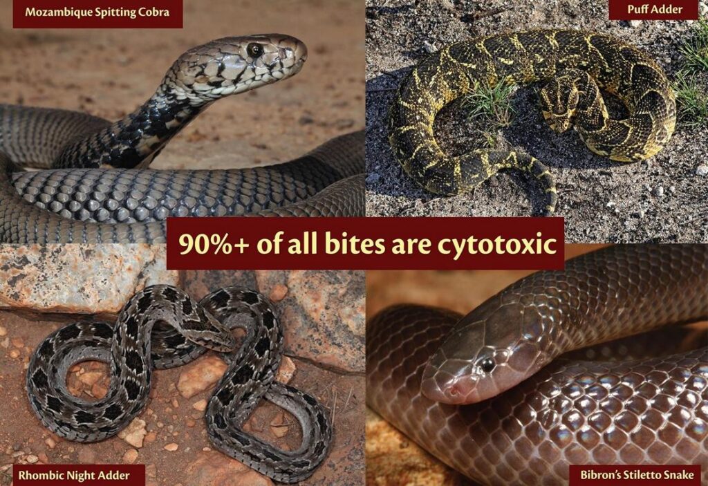 90%+ of all snake bites are cytotoxic
