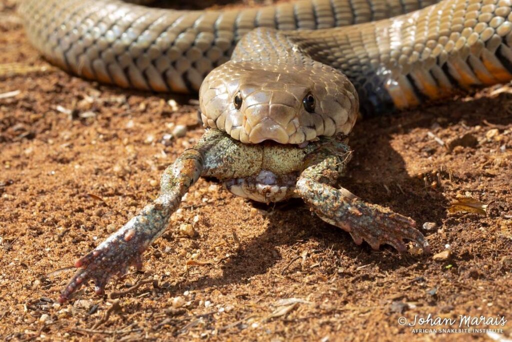 Red Spitting Cobra - African Snakebite Institute