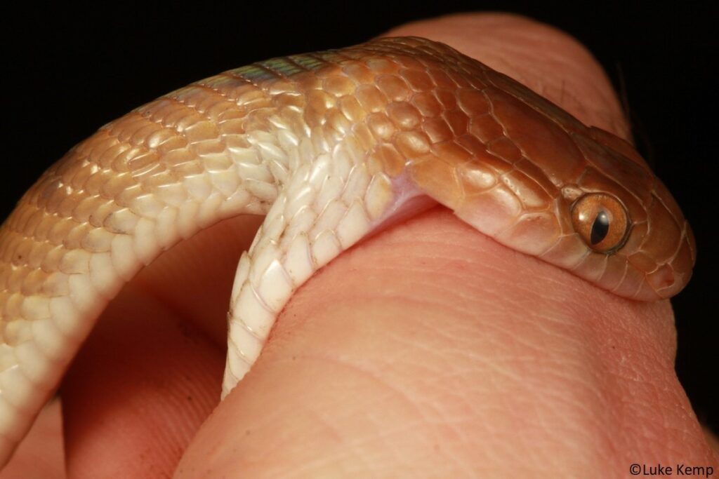 Red Spitting Cobra - African Snakebite Institute