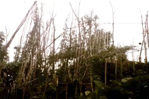 Greater Yams root plantation