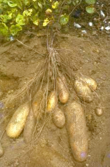 Freshly dug Lesser Yams roots