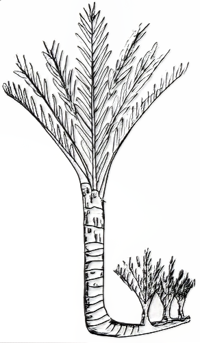 Principal sketch of a Sago palm with suckers