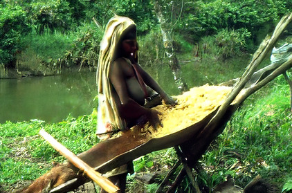 Kneading of Sago fiber in a Sago palm leaf