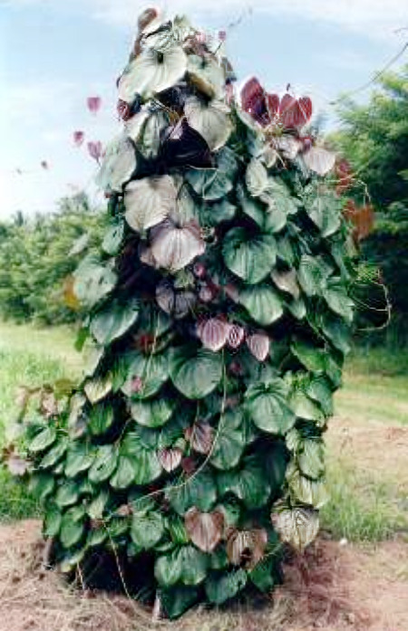 Potato Yams plant