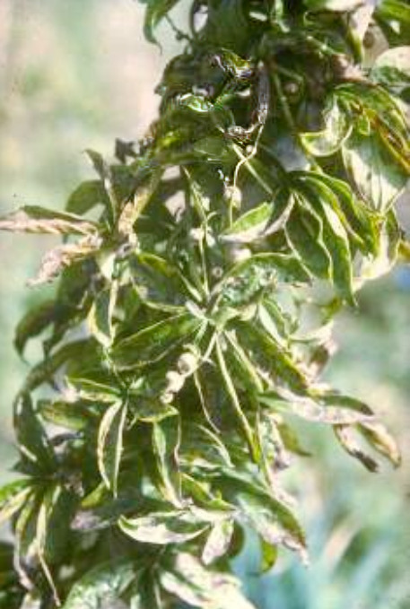 Five leaflet Yams plant