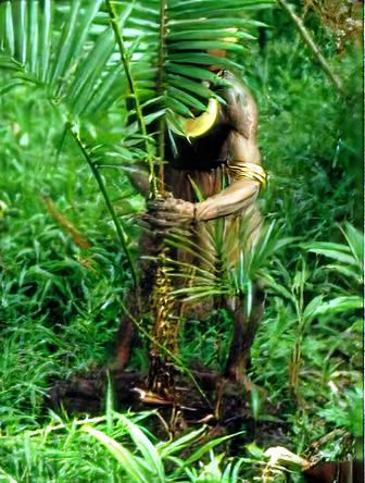 Planting of a Sago palm sucker