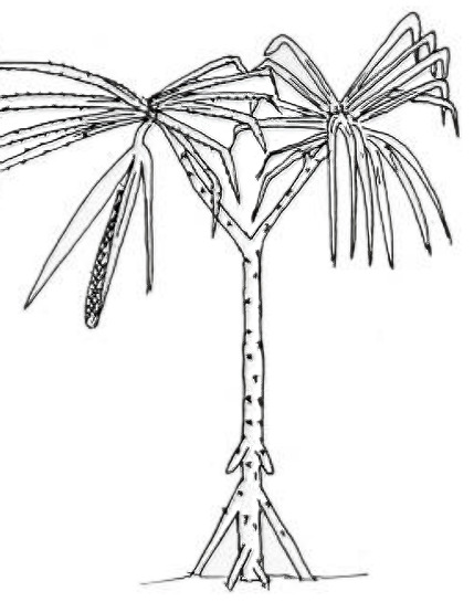 Sketch of a Marita pandanus palm