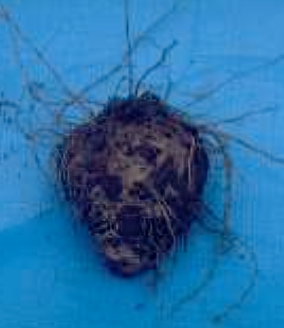 Typical Five leaflet Yams root