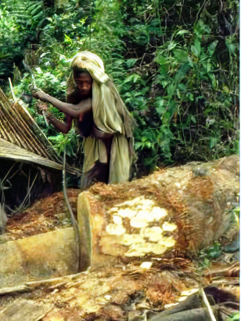 Debarking a felled Sago palm for opening a harvesting area on the palm trunk