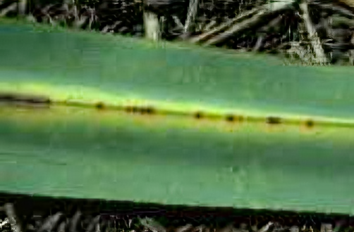 Black leaf mould disease on a Marita pandanus leaf
