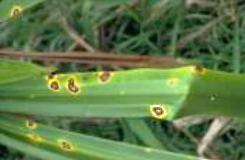 Leaf spot disease on a Marita pandanus leaf