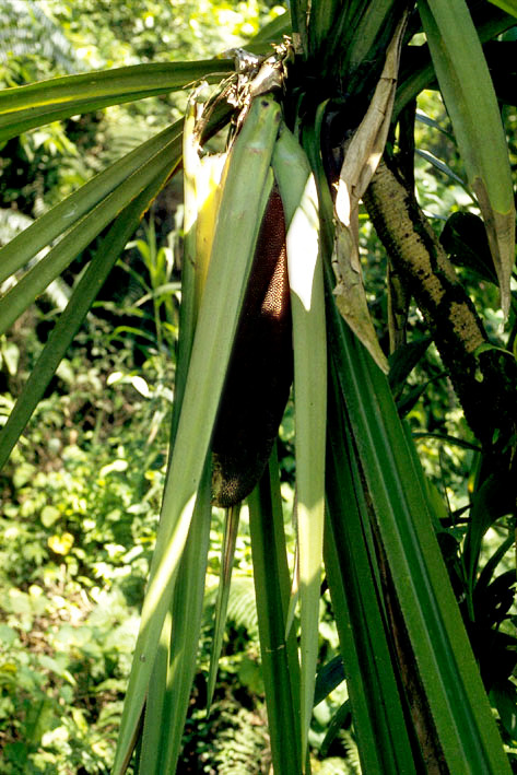 Fruit on a Marita pandanus palm