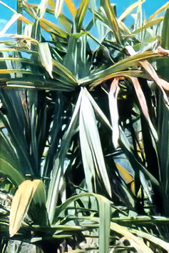 General appearance of leaves of a Marita pandanus palm