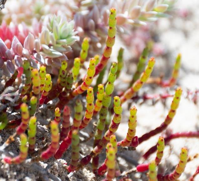 Salicornia natalensis on a Western Coast beach at the Cape