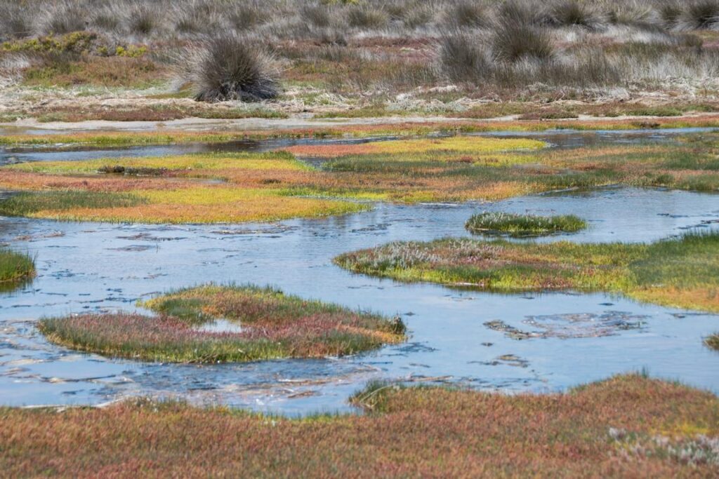 Impression of a Salicornia natalensis stand at the West Coast National Park in South Africa