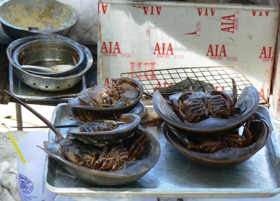 Horseshoe crabs ready to sell at Don Hoi Lod, Thailand