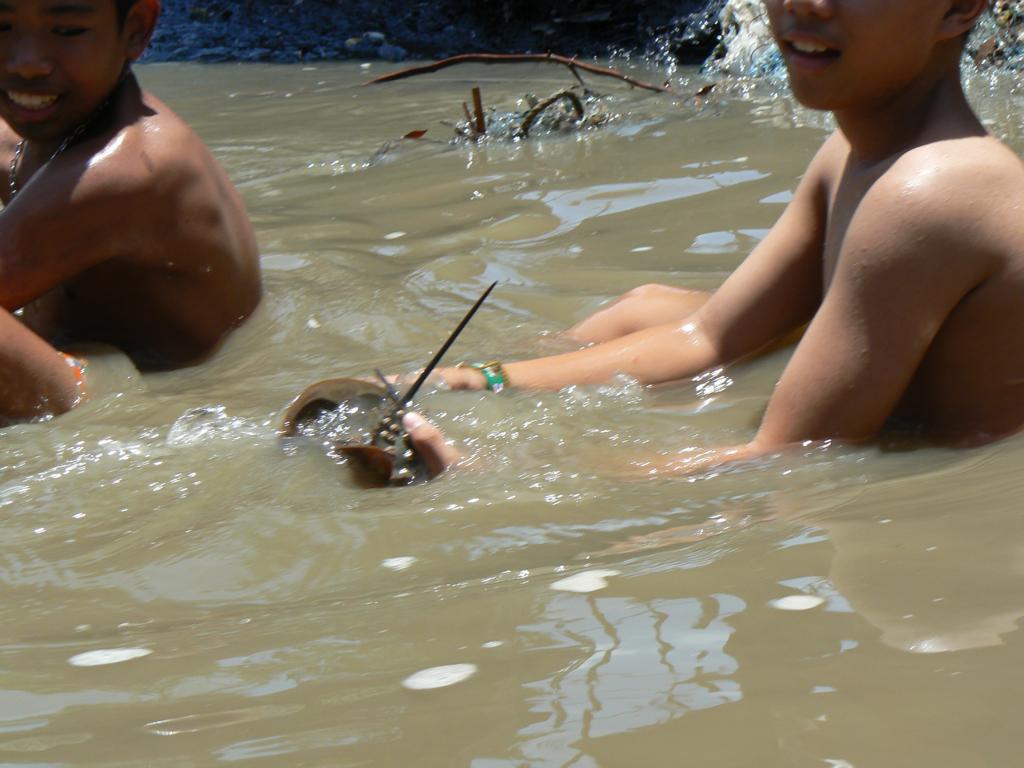 Boys playing with horseshoe crabs at Don Hoi Lod, Thailand