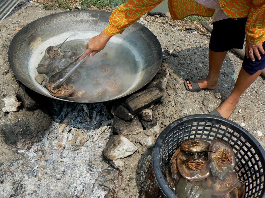 Cooking horseshoe crabs in a Wok in Thailand