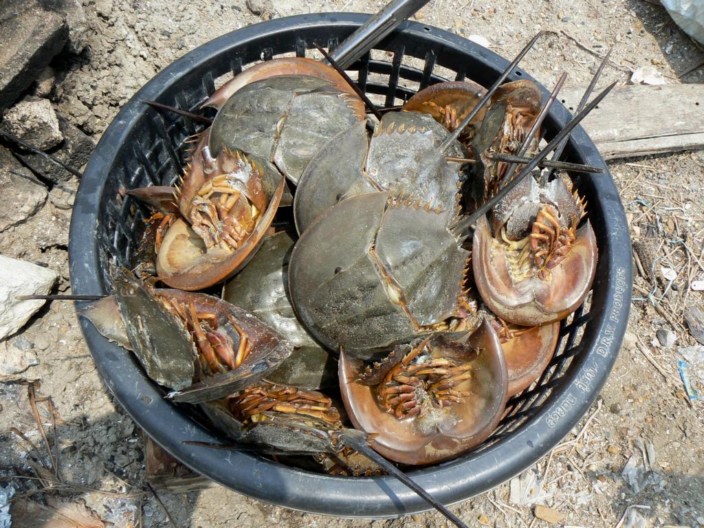 A basket full of boiled horseshoe crabs in Thailand
