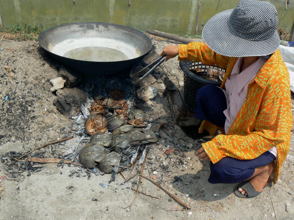 After cooking, the horseshoe crabs get fried in the open fire in Thailand