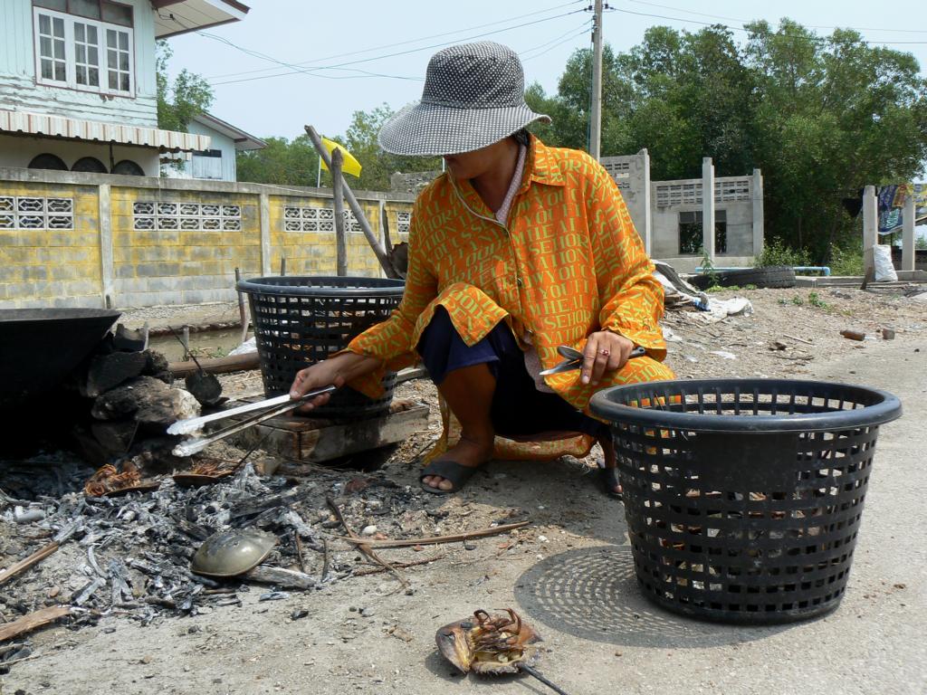 Again, removing fried horseshoe crabs from the coals in Thailand