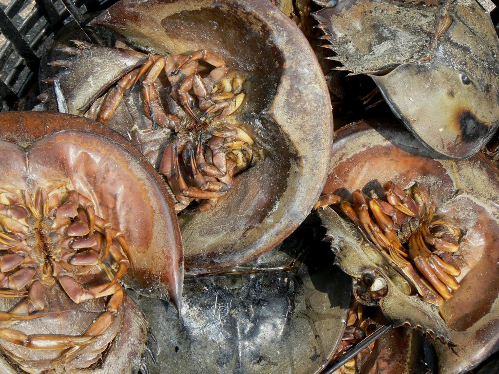 Detail of boiled and fried horseshoe crabs in Thailand, which are ready for sale.