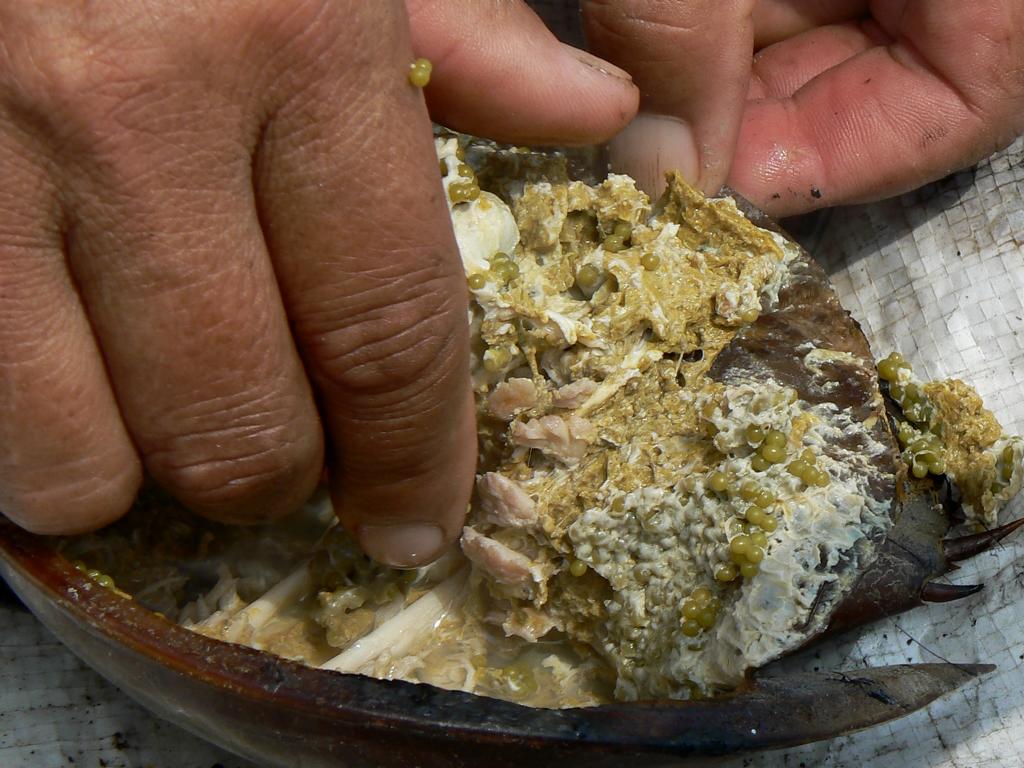 Removing gizzard and guts from an opened horseshoe crab in Thailand