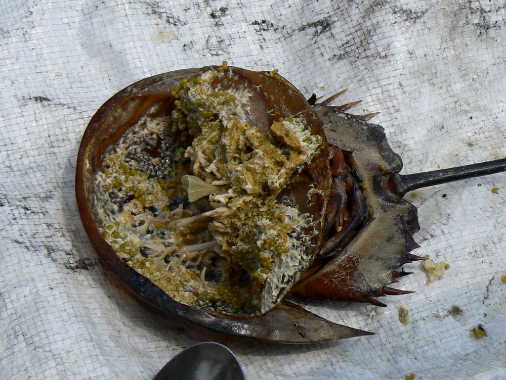 Cooked horseshoe crab with underside cut open