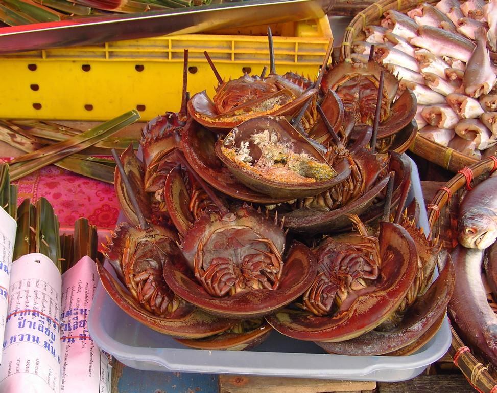 Presentation of horseshoe crabs at a dealers stall at Don Hoi Lod, Thailand