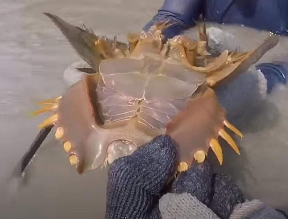 Book gills of an Indo-Pacific horseshoe crab in Thailand