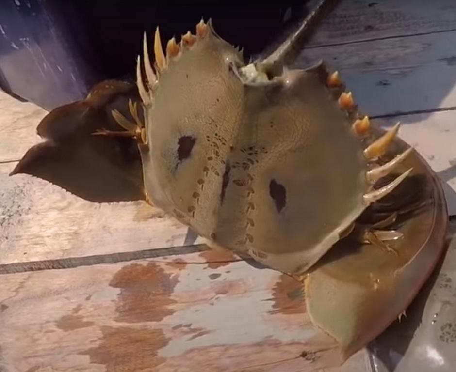 Yellow spines of a Indo-Pacific horseshoe crab in Thailand