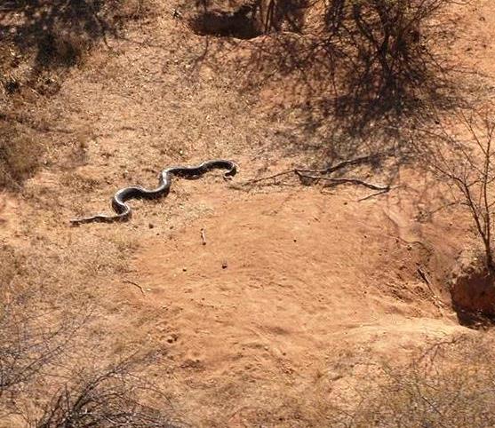 About snake home ranges and territories - Bushguide 101