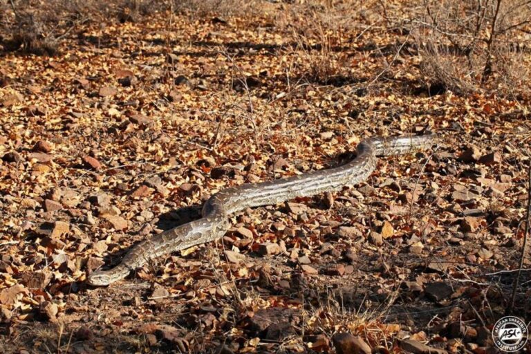 About snake home ranges and territories - Bushguide 101