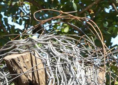 Detail of a plain wire loop of a bushmeat snare