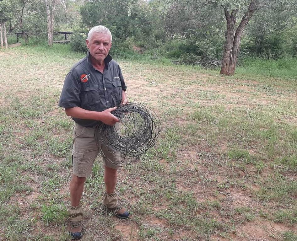 The author with a bundle of snares just removed from the surrounding area