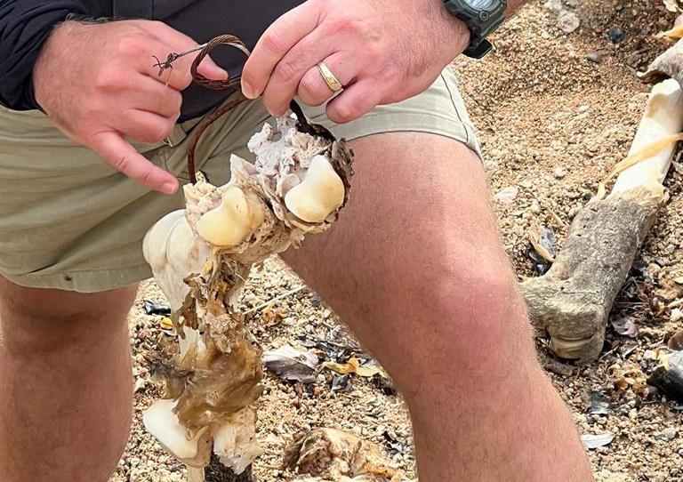 Remains of a giraffe, which was snared at one leg and the wire cut through half of the foot bones