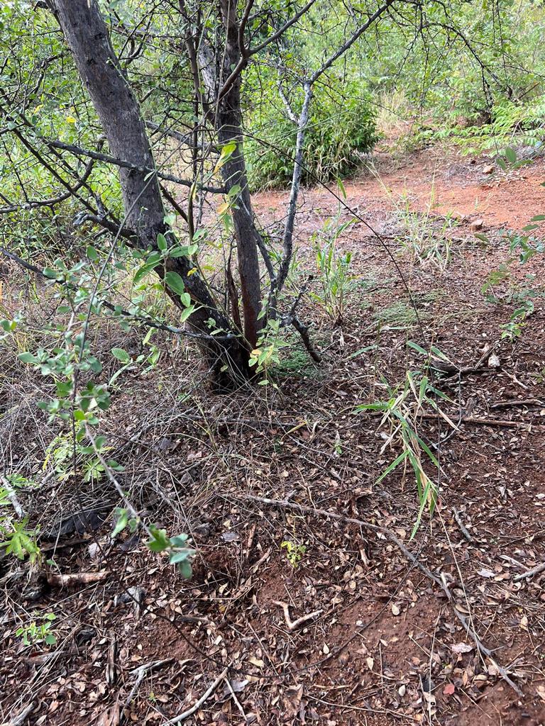 Typical set-up of a bushmeat poaching snare for small- and medium sized antelopes