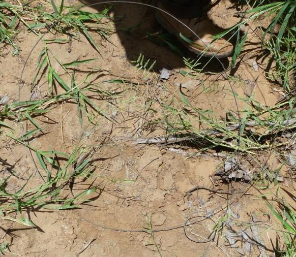 Set snare for small antelopes made from plain wire