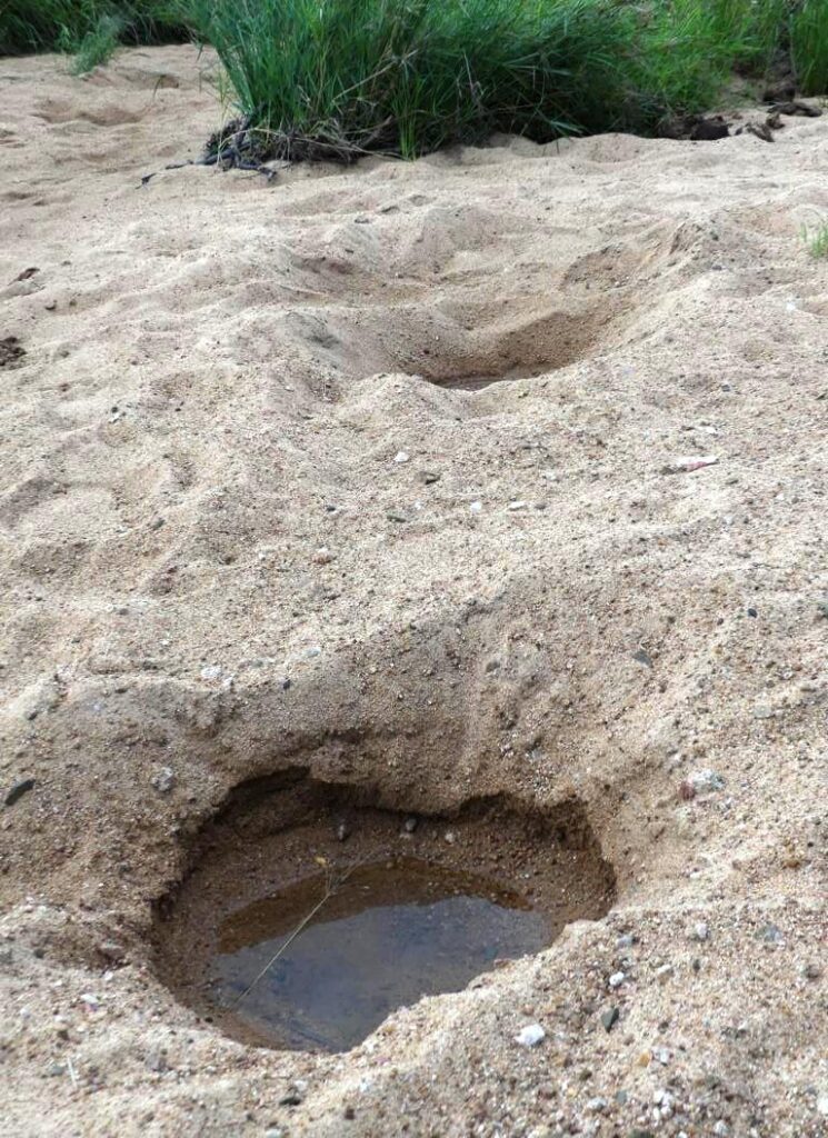 Typical water well, dug by elephants in river sand